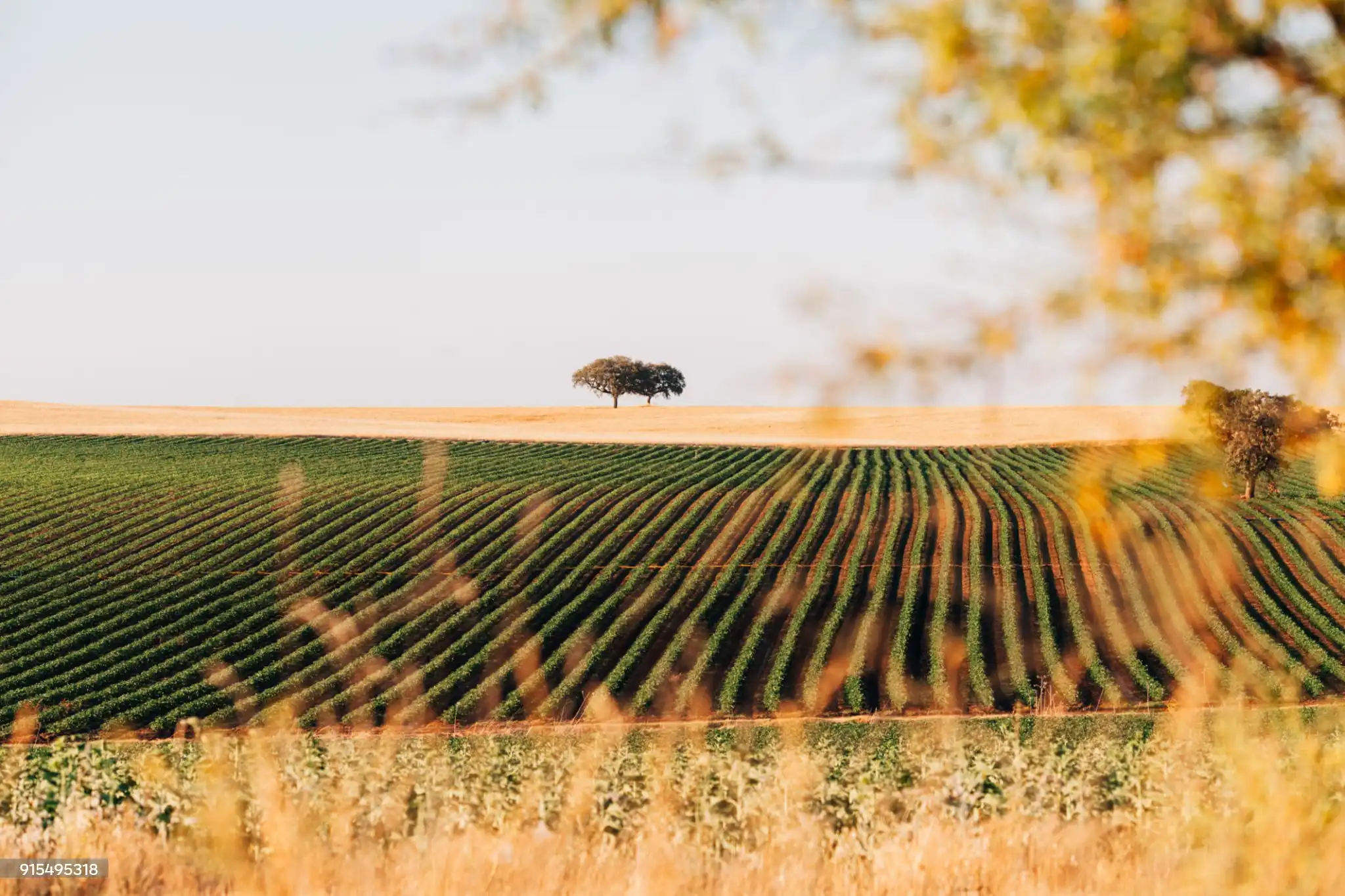 Alentejo rolling plains